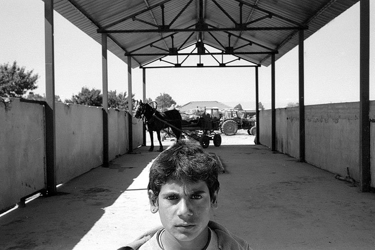 Livestock Market